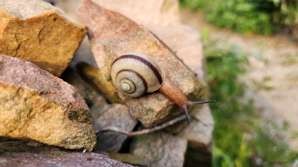 우리나라 전남 신안군 홍도 인근 섬에만 서식하는 참달팽이. (사진 국립생태원 멸종위기종복원센터)/뉴스펭귄