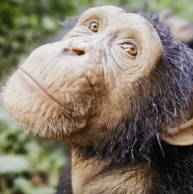 (사진 세계동물보호협회 WAP)/뉴스펭귄