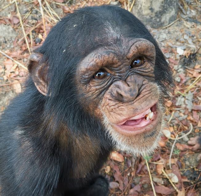 (사진 세계동물보호협회 WAP)/뉴스펭귄