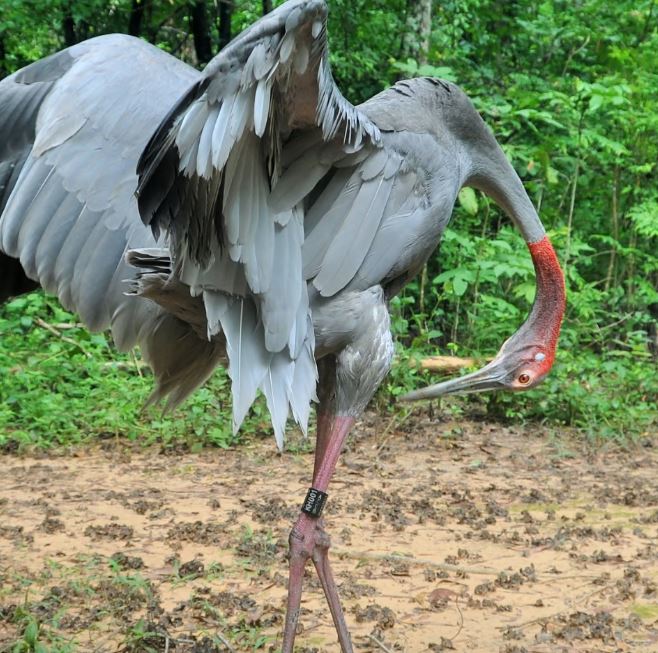 (사진 세계동물보호협회 WAP)/뉴스펭귄