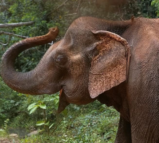 (사진 세계동물보호협회 WAP)/뉴스펭귄