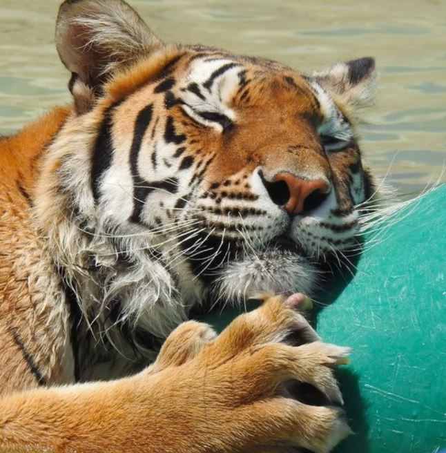 (사진 세계동물보호협회 WAP)/뉴스펭귄