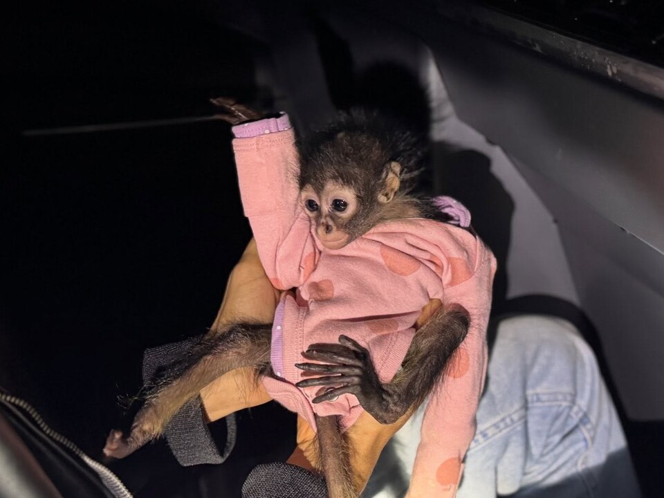 음주운전 차량서 발견 및 구출된 새끼 거미원숭이. (사진 캘리포니아 고속도로 순찰대(CHP) 페이스북 캡처)/뉴스펭귄