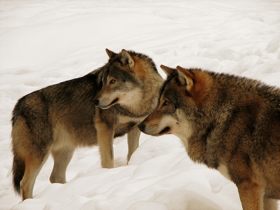 스웨덴 정부는 늑대가 농가의 가축과 주민들을 위험에 빠뜨린다며 2010년부터 매년 기간을 정해 제한적으로 늑대에 대한 사냥을 허가해왔다. (사진 wikimedia commons)/뉴스펭귄