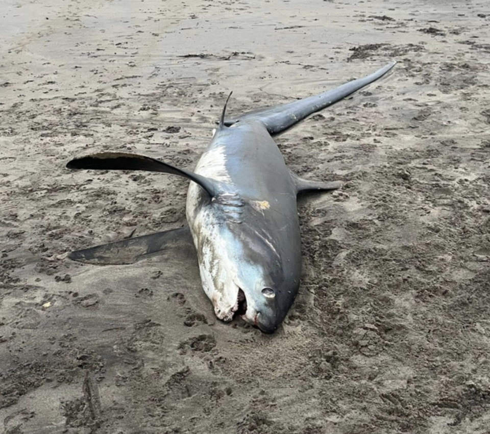 영국 콘월 해변에서 발견된 진환도상어. (사진 콘월야생동물보호협회)/뉴스펭귄
