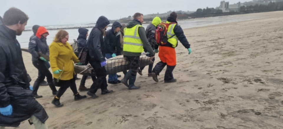 콘월야생동물보호협회의  자원봉사자들이 진환도상어를 옮기고 있다. (사진 콘월야생동물보호협회)/뉴스펭귄