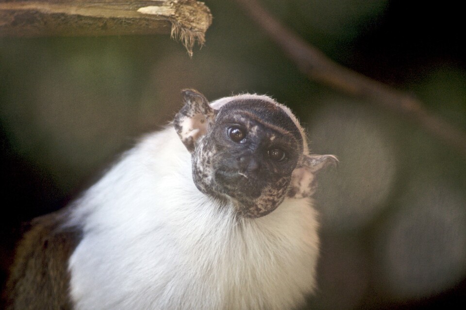 얼룩무늬타마린은 생물다양성의 보고 아마존 열대우림이 파괴되면서 멸종위기에 놓였다. (사진 wikimedia commons)/뉴스펭귄