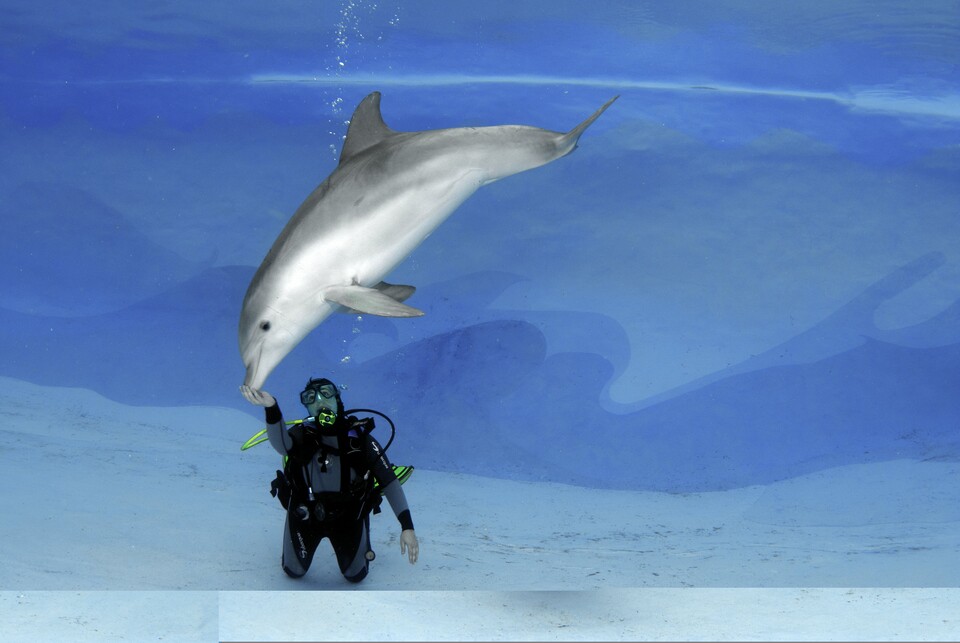 제주 남방큰돌고래 등에 '법인격'이 부여되는 '생태법인' 제도가 본격 추진될 전망이다. (사진 클립아트코리아)/뉴스펭귄