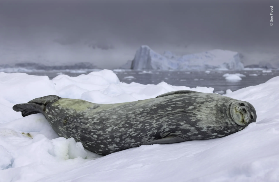 (사진 Sue Flood - Wildlife Photographer of the Year)/뉴스펭귄