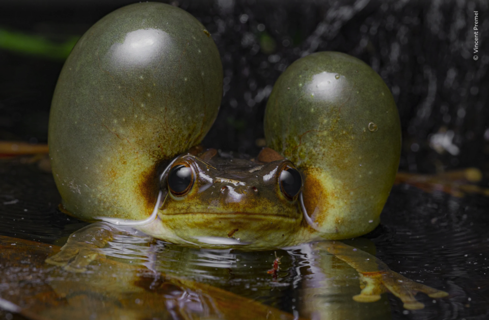 (사진 Vincent Premel - Wildlife Photographer of the Year)/뉴스펭귄