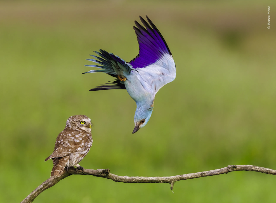 (사진 Bence Máté - Wildlife Photographer of the Year)/뉴스펭귄