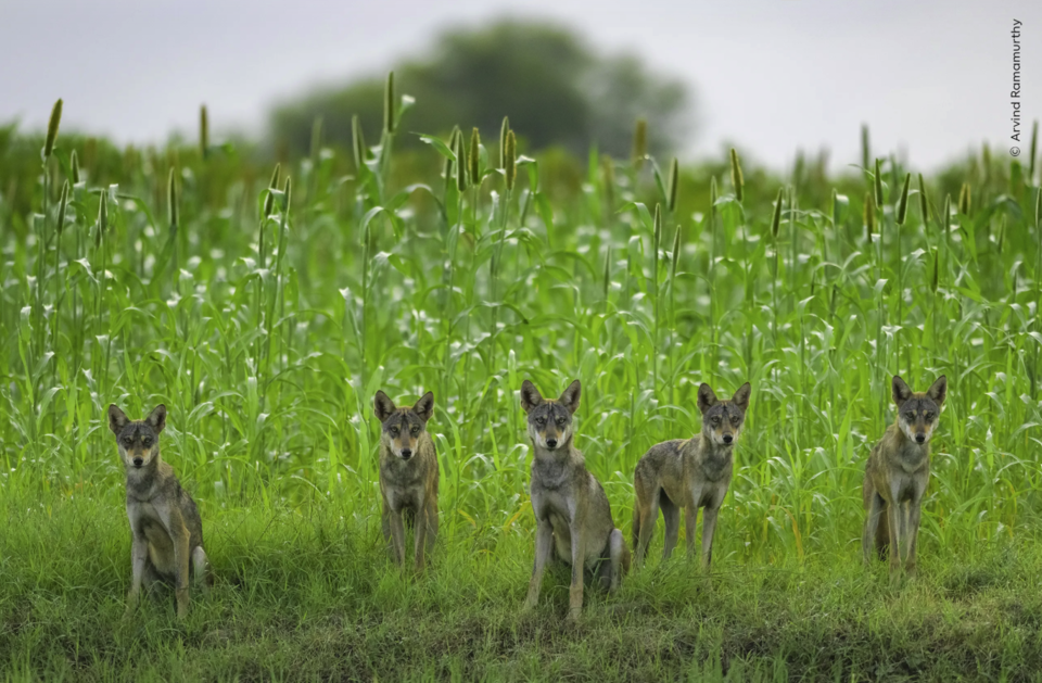 (사진 Arvind Ramamurthy - Wildlife Photographer of the Year)/뉴스펭귄
