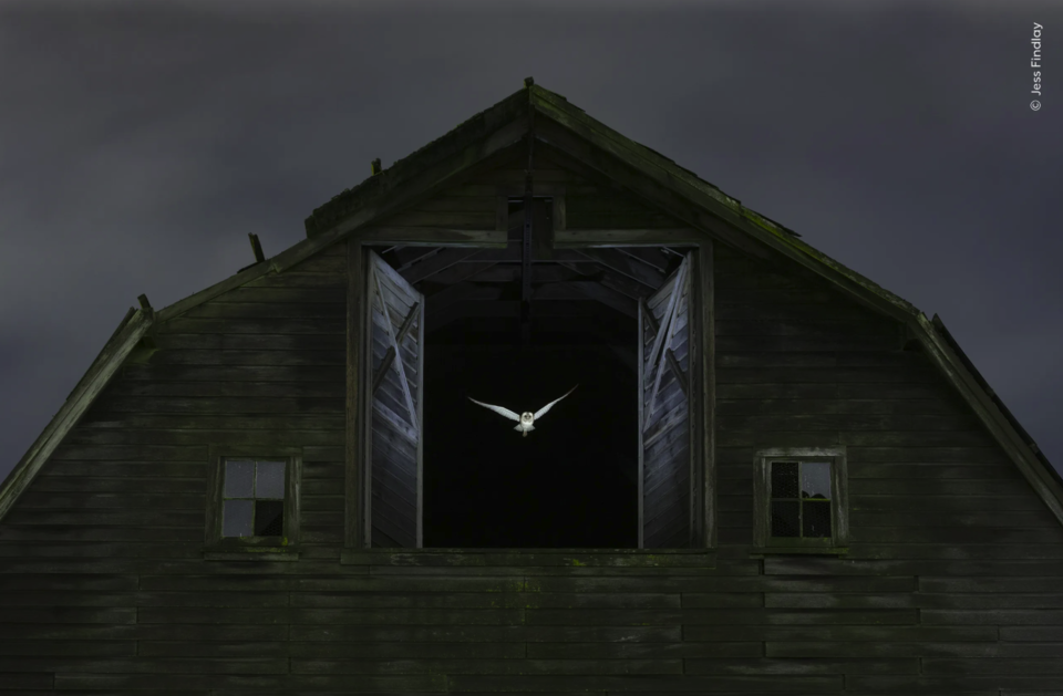 (사진 Jess Findlay - Wildlife Photographer of the Year)/뉴스펭귄