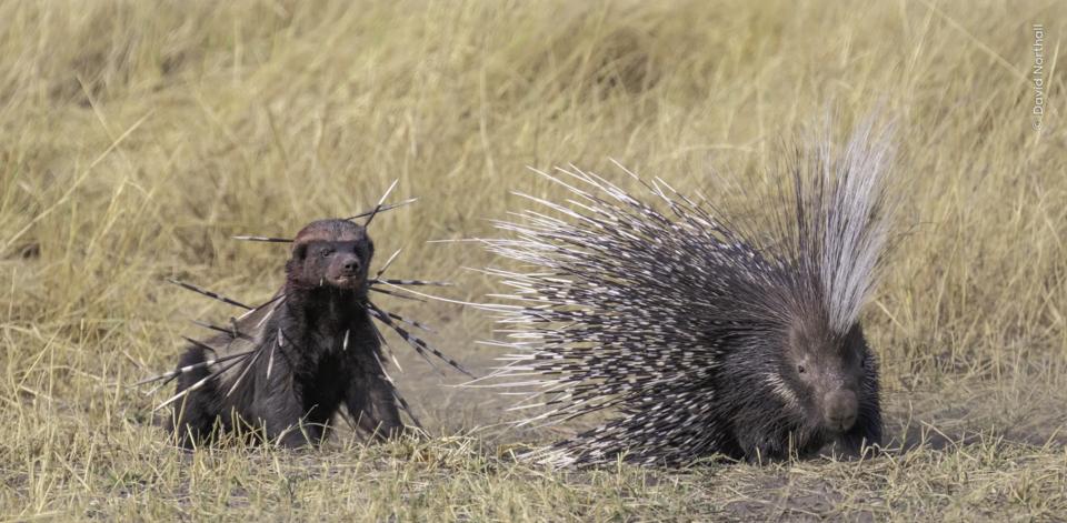 (사진 David Northall - Wildlife Photographer of the Year)/뉴스펭귄