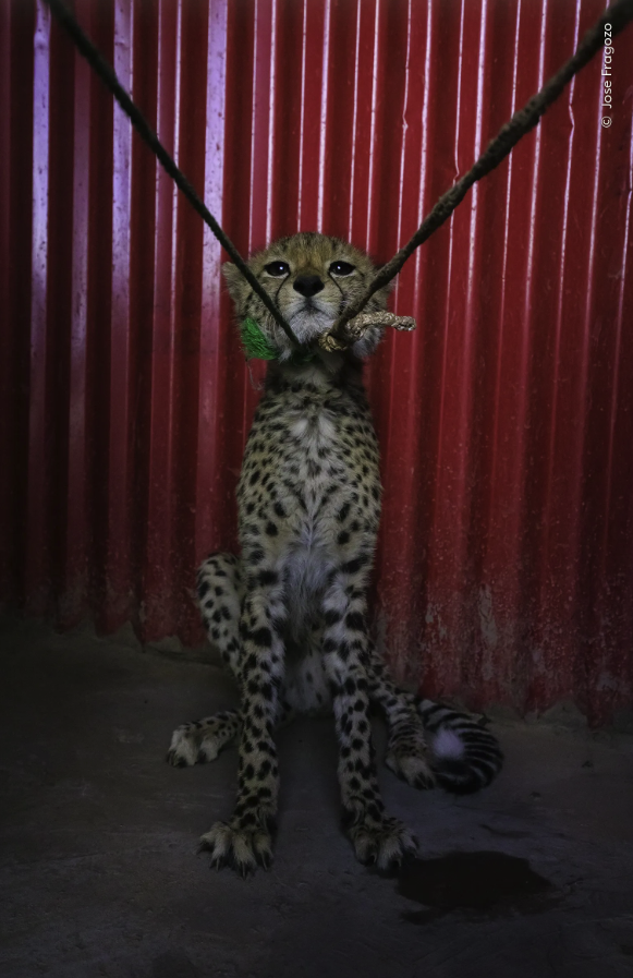 (사진 Jose Fragozo - Wildlife Photographer of the Year)/뉴스펭귄