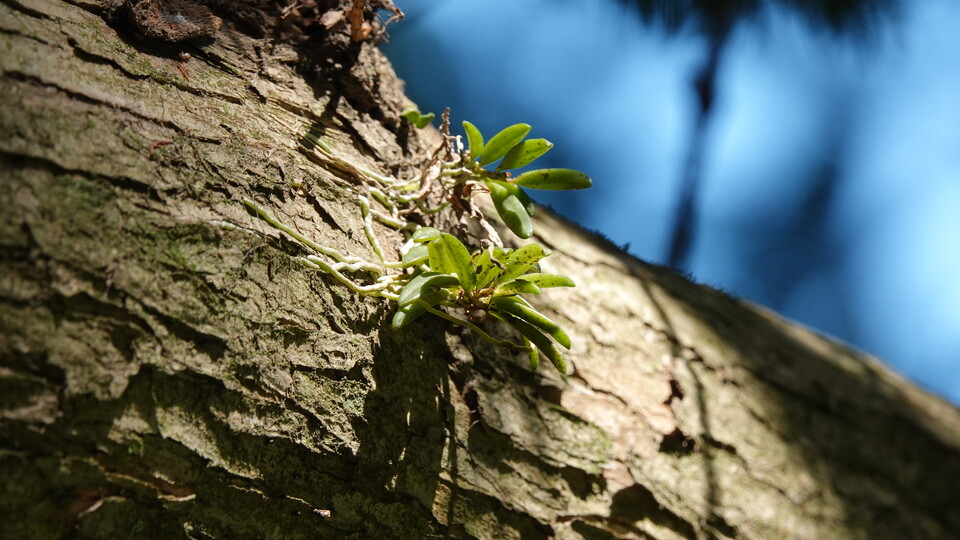 멸종위기 야생생물 1급 ‘금자란’. (사진 국립생태원)/뉴스펭귄