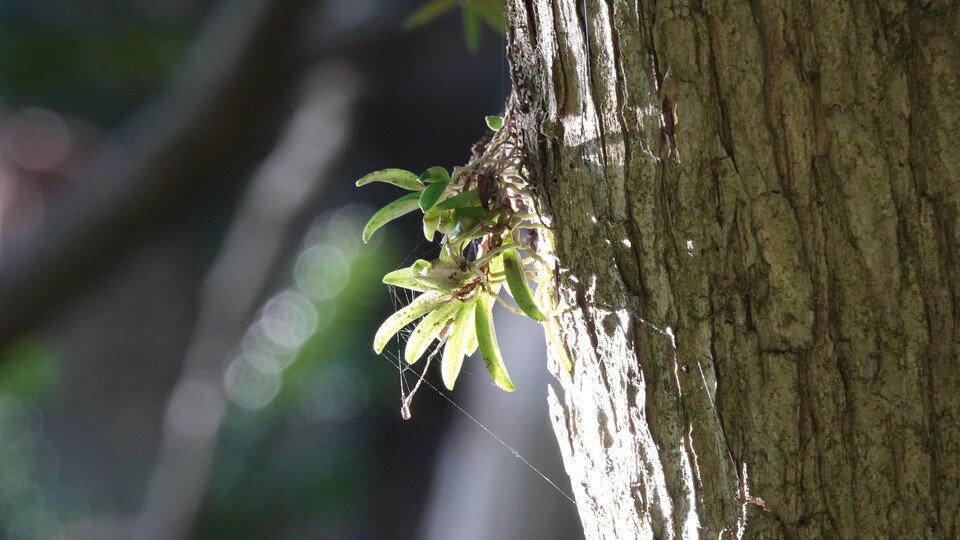 짧은 줄기의 마디에서 나온 실 같은 흰색 뿌리를 이용해 나무에 붙는다. (사진 국립생태원)/뉴스펭귄