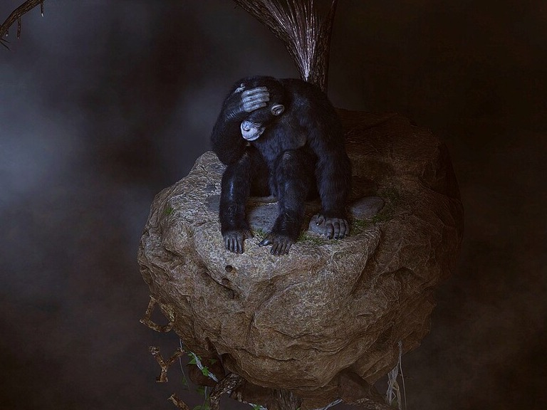 카카오 재배 시 삼림 벌채로 인해 멸종위기 동물들의 서식지 파괴 위험이 크다. 독자 이해를 돕기 위한 사진. (사진 Pixabay)/뉴스펭귄