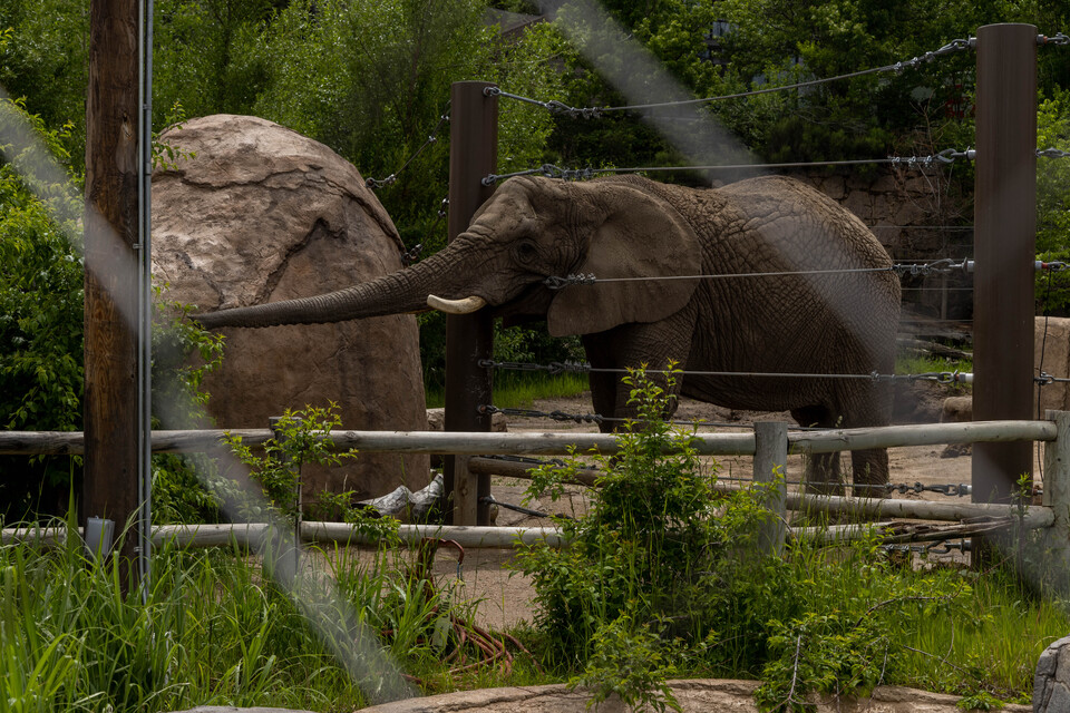 체옌마운틴동물원 코끼리 '럭키' (사진 NRP Molly Condit)/뉴스펭귄