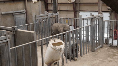 NRP 측 정형행동 증거로 제출한 영상 중 일부 (영상 NRP)/뉴스펭귄