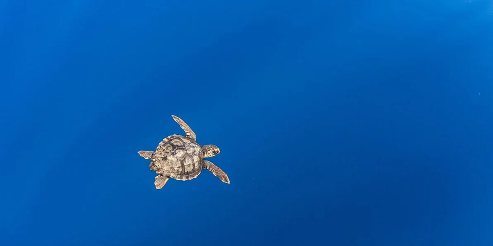 북태평양을 헤엄치는 붉은바다거북. (사진 스탠포드대 지속가능대학원)/뉴스펭귄