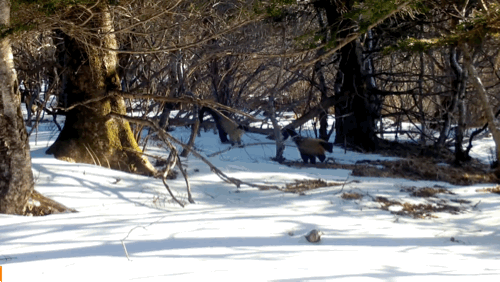 눈밭 위 담비 가족. (영상 국립공원공단 제공)/뉴스펭귄