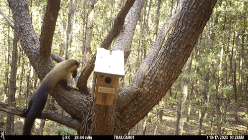 사냥한 두더지를 나무 위에 숨기는 담비. (영상 국립공원공단 제공)/뉴스펭귄