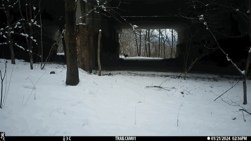 고라니를 사냥하러 가는 담비. (영상 국립공원공단 제공)/뉴스펭귄