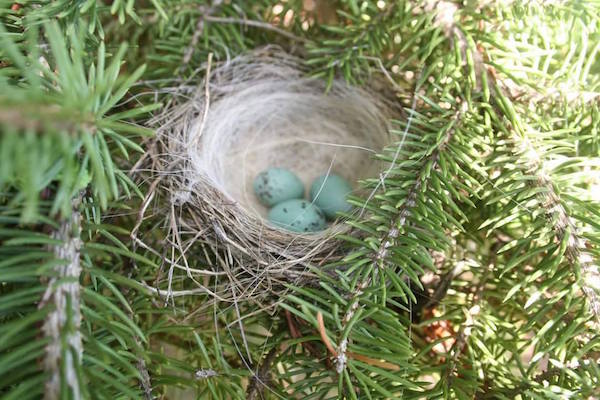 (사진 National purebred dog day)/뉴스펭귄