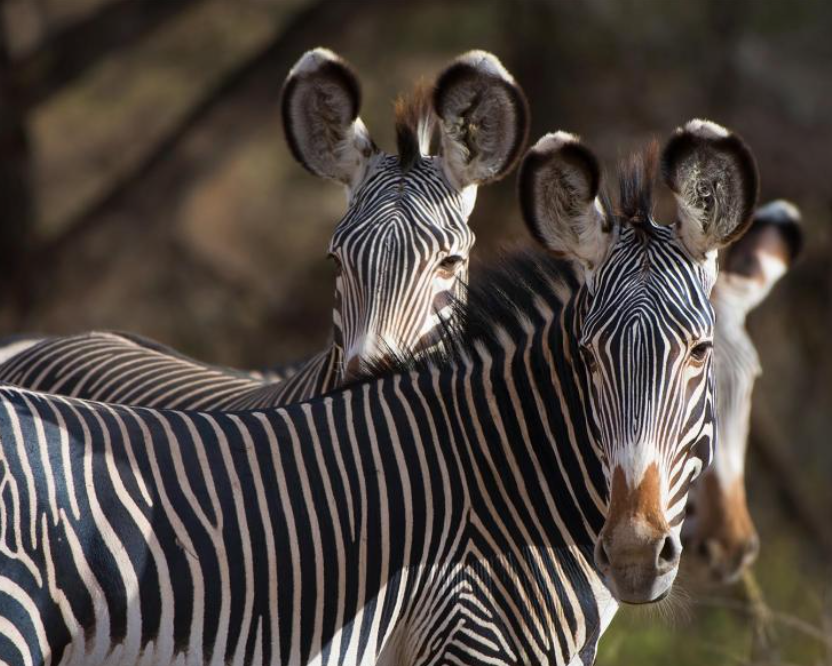 그레비 얼룩말 (사진 African Wildlife Foundation)/뉴스펭귄