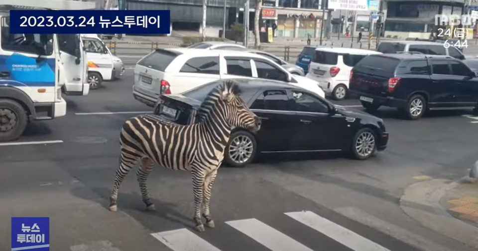 서울 도심 한복판에 선 얼룩말 '세로' (사진 MBC 영상 캡처)/뉴스펭귄