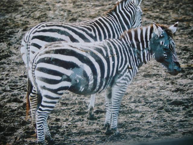 탈모가 진행 중인 얼룩말 (사진 Paradoxurus)/뉴스펭귄