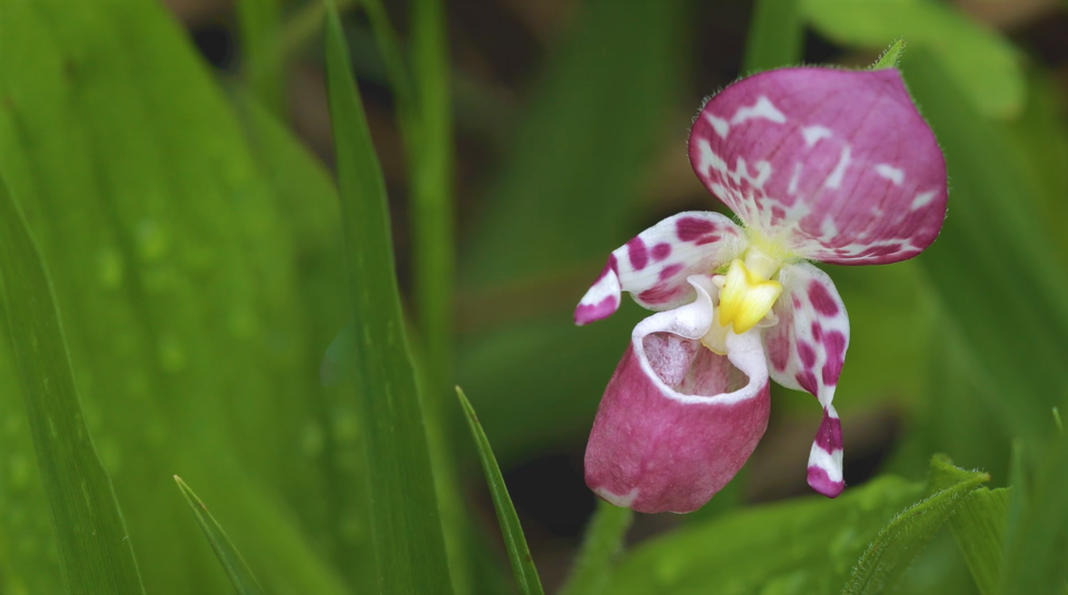 환경부 지정 멸종위기 야생생물 Ⅰ급 ‘털복주머니란’. (사진 국립생태원)/뉴스펭귄