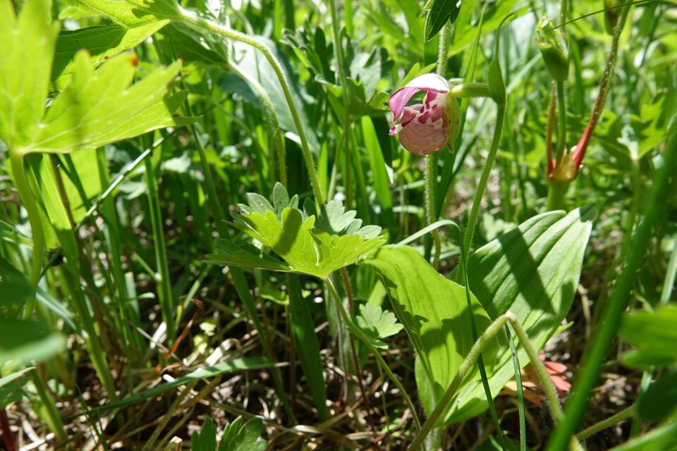 관상용으로 가치가 높아서 무분별하게 채취하는 사람들로 멸종위기에 처한  ‘털복주머니란’. (사진 국립생태원)/뉴스펭귄