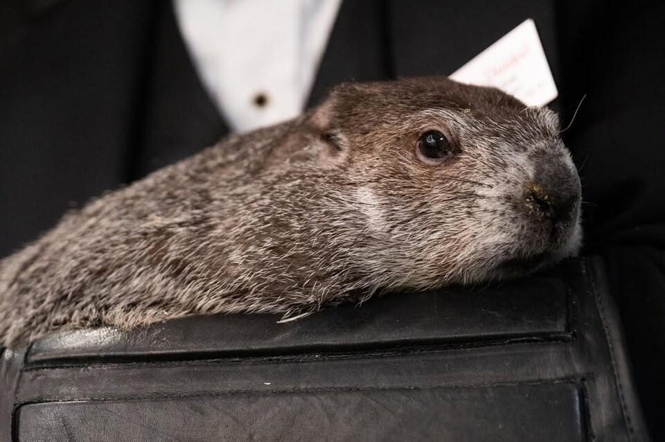 1887년부터 미국 봄을 예측하는 그라운드호그 '펑수토니 필'. (사진 Punxsutawney Groundhog Club 인스타그램)/뉴스펭귄