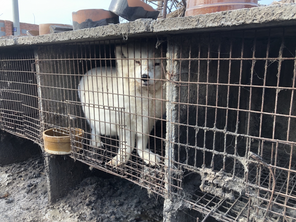 중국 대규모 모피 농장 모습. (사진 본사DB, 휴메인소사이어티인터내셔널 제공)/뉴스펭귄