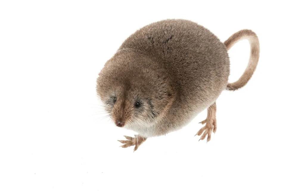 (사진 Vishal Subramanyan, Prakrit Jain, Harper Forbes)/뉴스펭귄