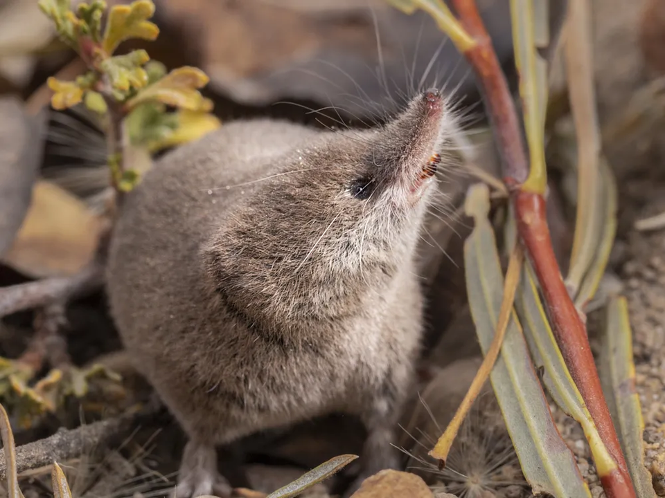 발견된 지 123년 만에 처음으로 사진 찍힌 라이엘산땃쥐. (사진 Vishal Subramanyan, Prakrit Jain, Harper Forbes)/뉴스펭귄