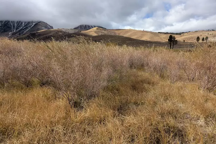 라이엘산땃쥐 촬영 프로젝트를 진행한 장소. (사진 Prakrit Jain)/뉴스펭귄