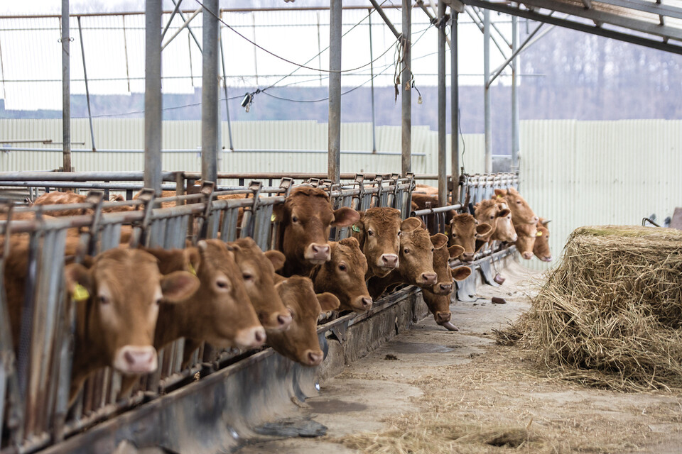 한우분뇨 퇴비화 방식을 개선하면 온실가스 배출량을 40% 가까이 줄일 수 있다는 주장이 최근 제기됐다. 사진은 독자 이해를 돕기 위한 이미지로 사진 속 장소 등은 기사 특정 내용과 관계없다. (사진 클립아트코리아)/뉴스펭귄