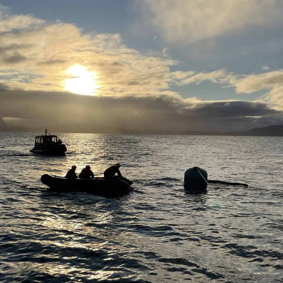 작은 보트를 타고 혹등고래에 접근하는 구조대원. (사진 영국 다이버해양구조단)/뉴스펭귄