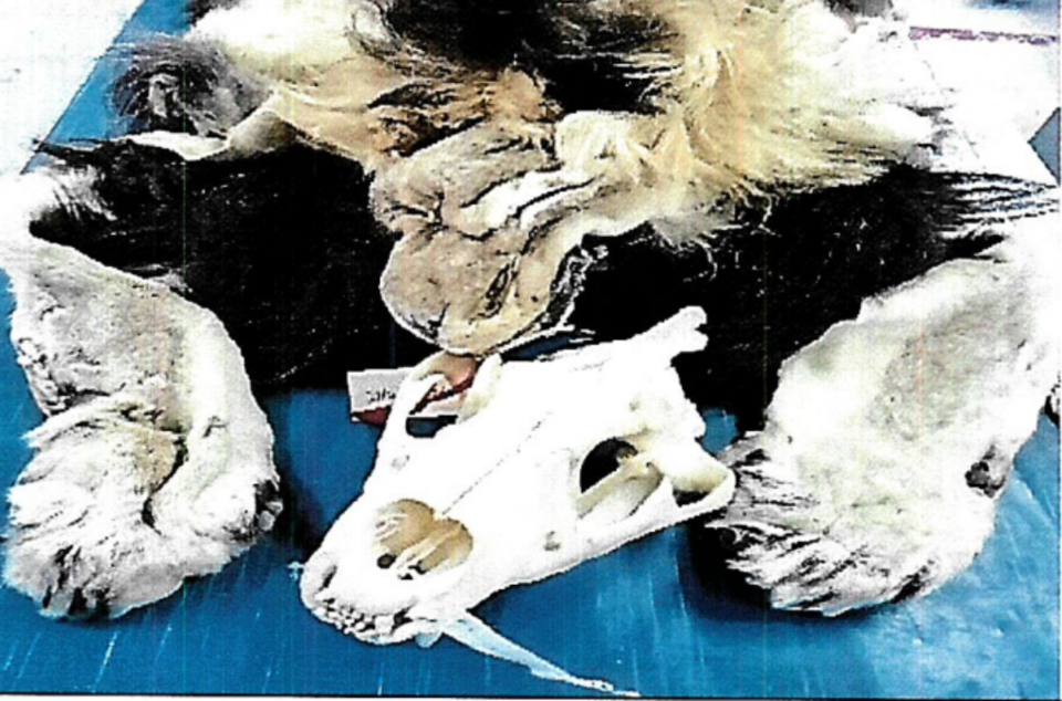 전 세계에서 조직적으로 이뤄지던 불법 야생동물 거래가 역대급 규모로 적발됐다. (사진 INTERPOL)/뉴스펭귄