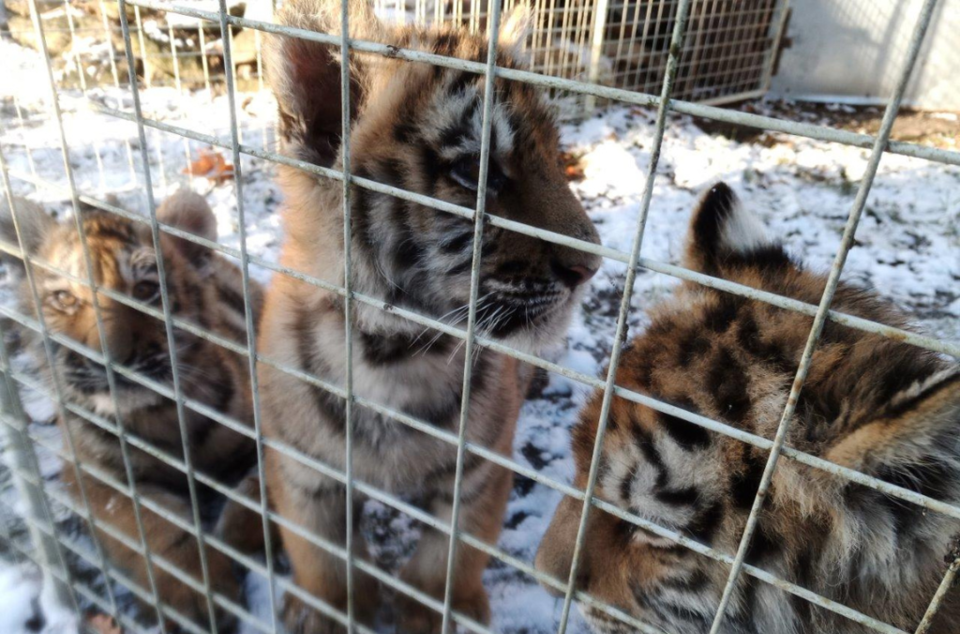 구출된 동물들은 호랑이와 같은 대형 고양잇과 동물을 비롯해 천산갑, 영장류, 파충류, 조류 등으로 다양했다. (사진 INTERPOL)/뉴스펭귄