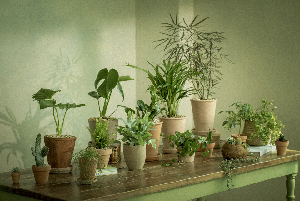 최근 연구에 따르면 침입성 해충이 대량의 절화 및 화분 식물과 함께 의도치 않게 수입될 수 있다. 사진은 이해를 돕기 위한 이미지. (사진 클립아트코리아)/뉴스펭귄