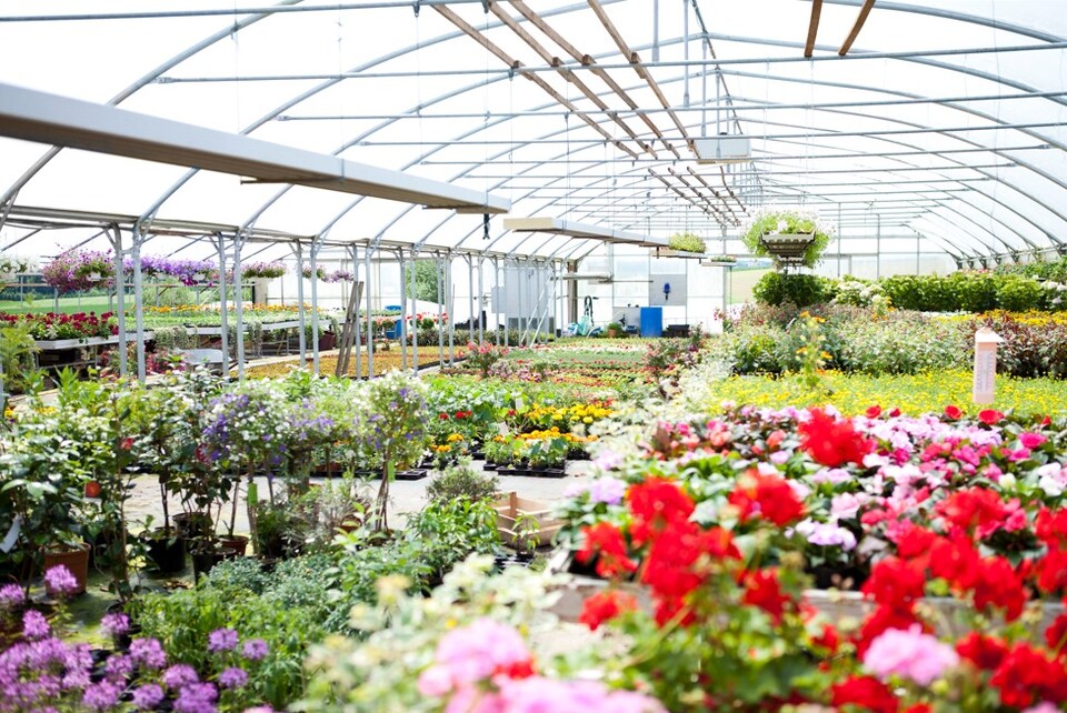 절화 및 화분 식물 거래량이 많아 딸려 들어오는 외래종 모니터링 및 통제가 어렵다. 사진은 이해를 돕기 위한 이미지. (사진 클립아트코리아)/뉴스펭귄