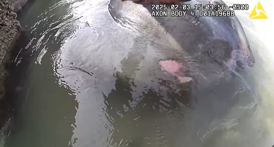 몸에 상처가 있는 개복치. (사진 볼루시아카운티 보안관 공식 페이스북)/뉴스펭귄