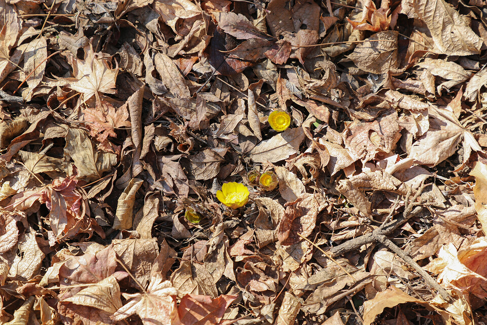 지난 3일 홍릉숲 복수초가 봄을 알리며 개화했다. (사진 산림청)/뉴스펭귄