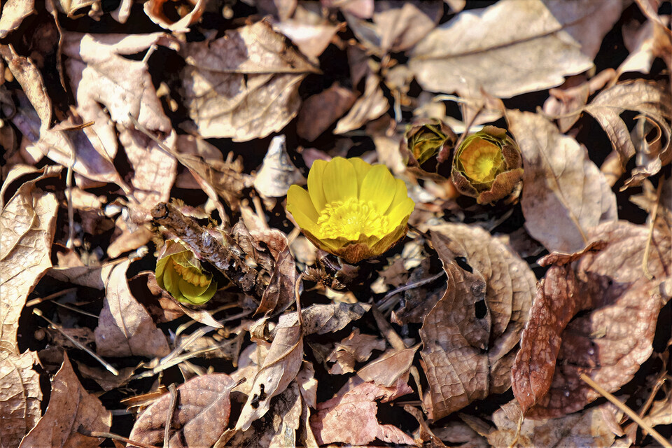 활짝 핀 복수초. (사진 산림청)/뉴스펭귄