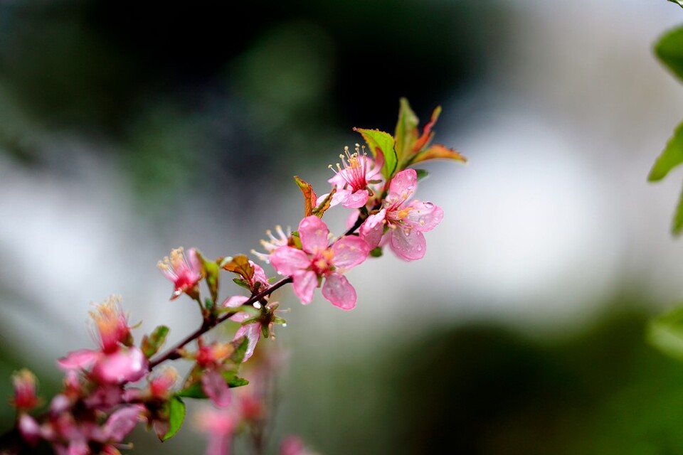 케임브리지 대학 연구에 따르면, 많은 식물이 약 한 달 일찍 꽃을 피웠다. (사진 클립아트코리아)/뉴스펭귄