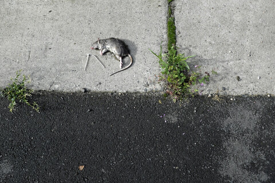 지구온난화로 겨울이 따뜻해지면서 주요 대도시들에서 쥐떼가 폭발적으로 늘었다. (사진 클립아트코리아)/뉴스펭귄